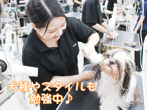 学校のモデル犬とトリミングをがんばっています♪
